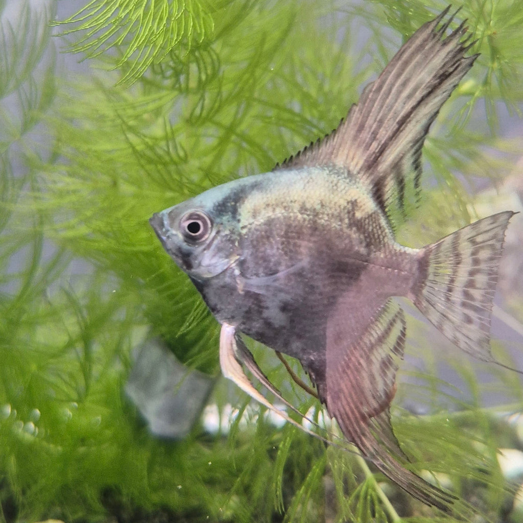 Smokey Blue Angelfish