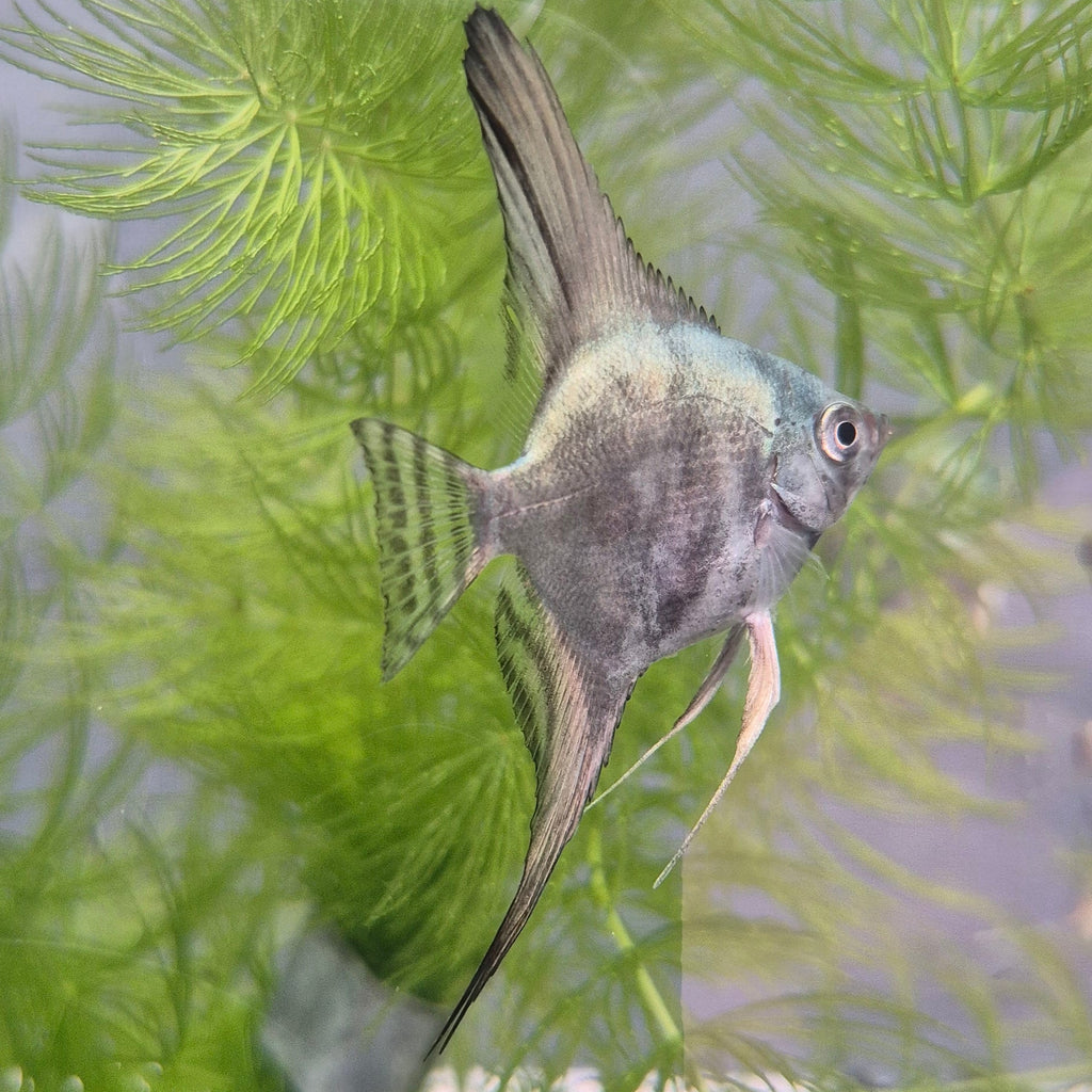 Smokey Blue Angelfish
