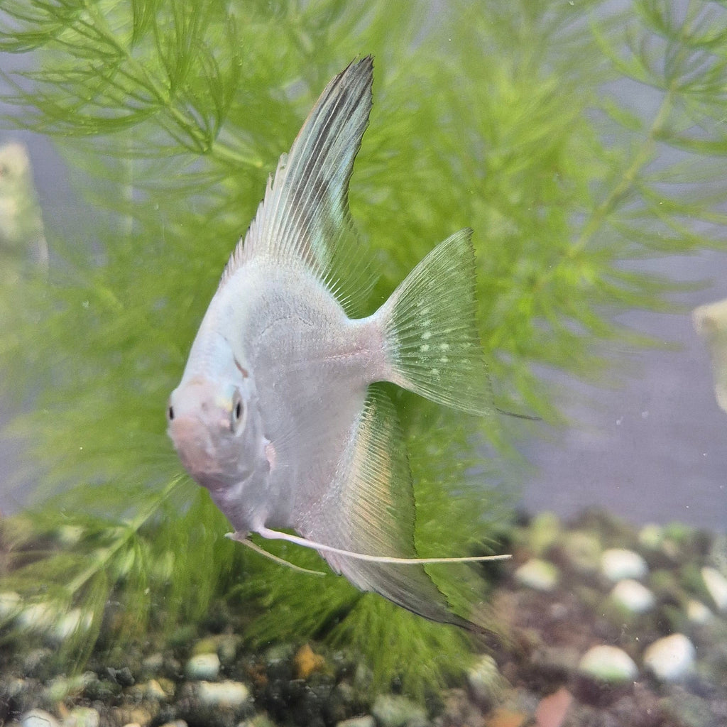 Bulgarian Lilac Point Angelfish
