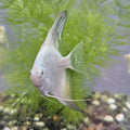 Bulgarian Lilac Point Angelfish