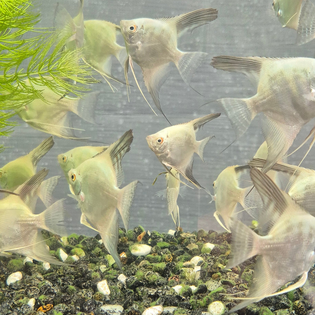 Bulgarian Lilac Point Angelfish