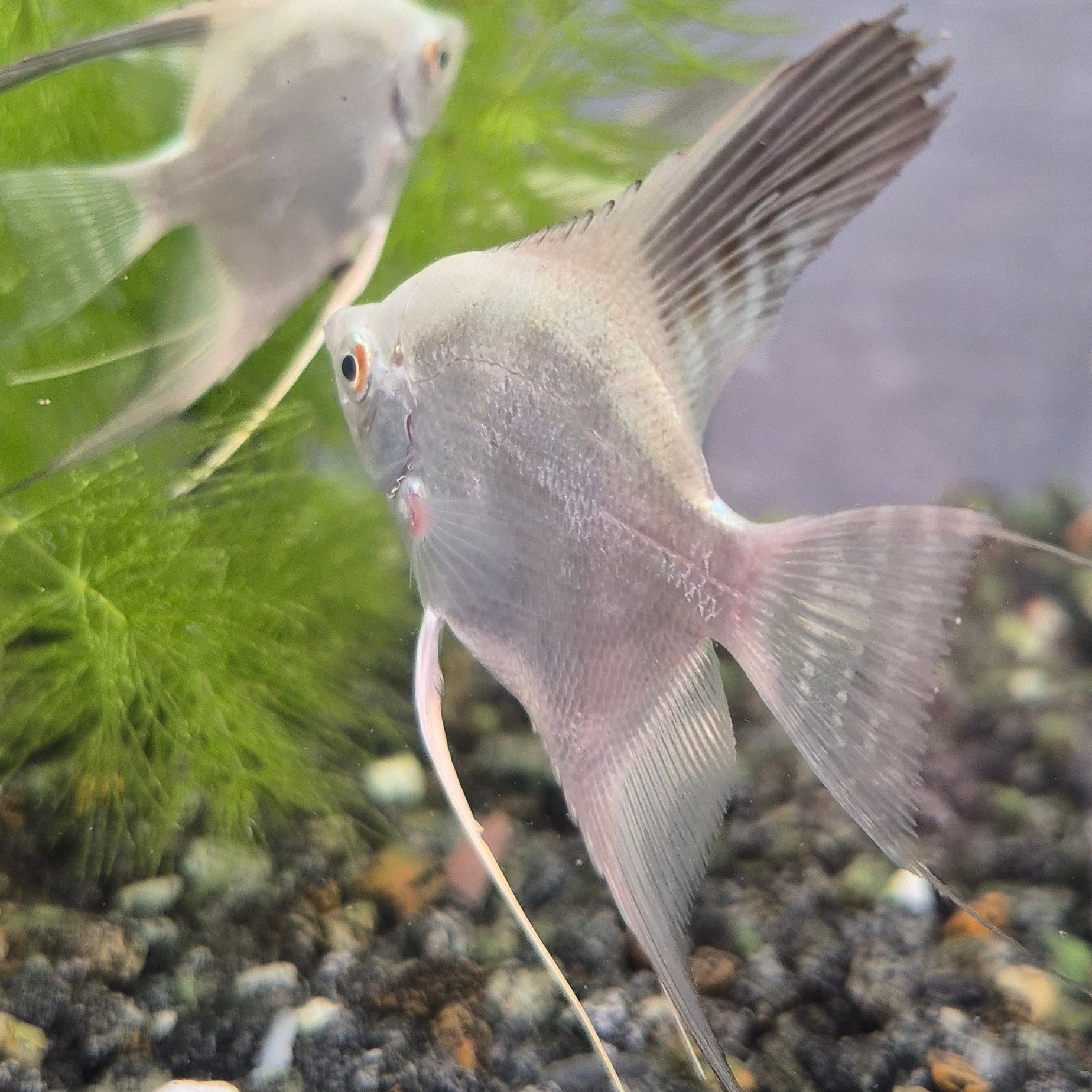 Bulgarian Lilac Point Angelfish