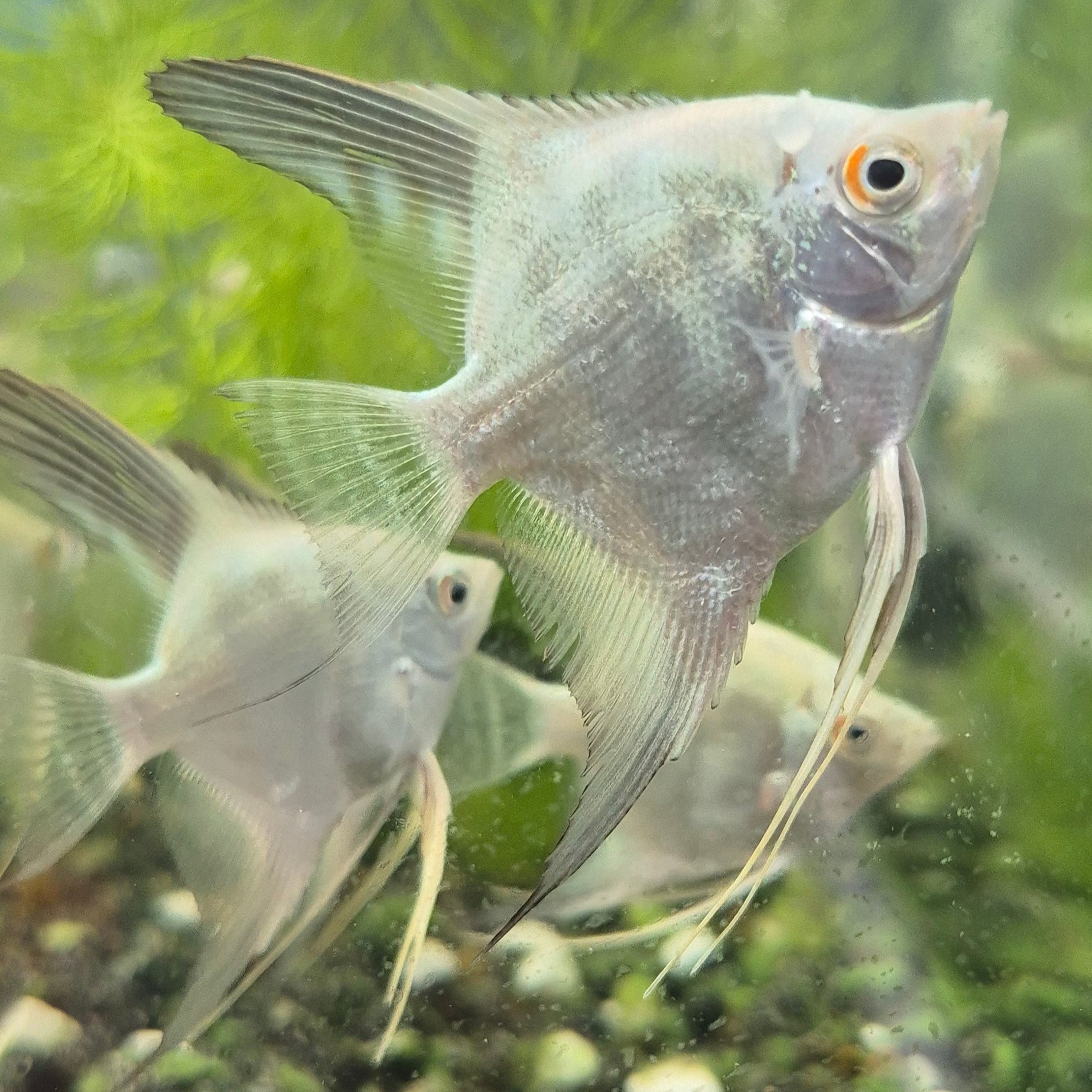 Bulgarian Lilac Point Angelfish