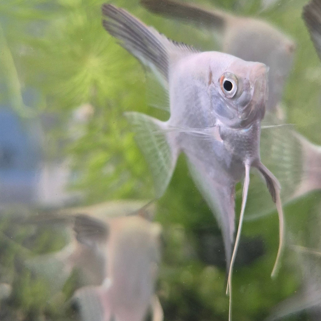 Bulgarian Lilac Point Angelfish