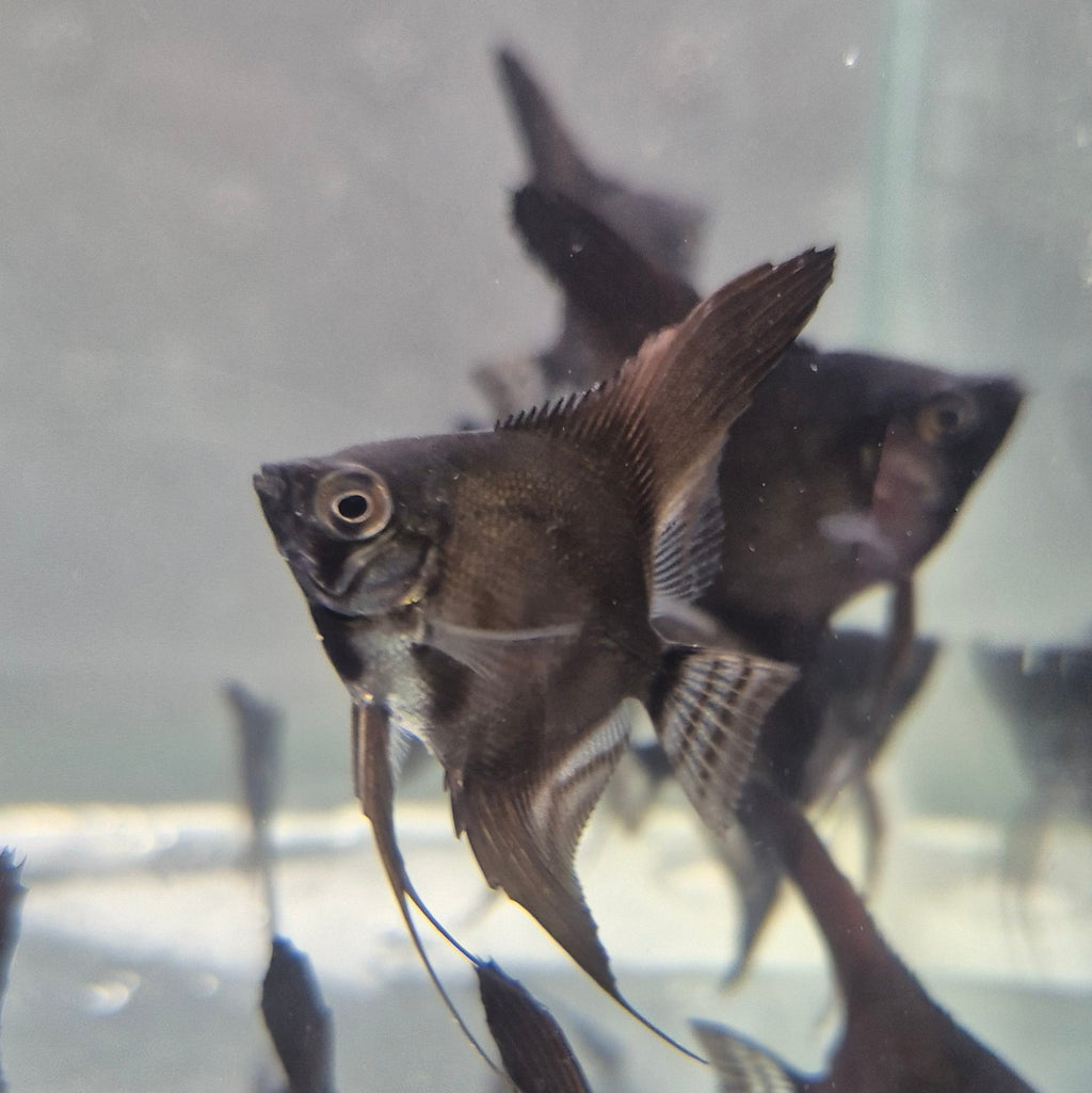 Black Angelfish