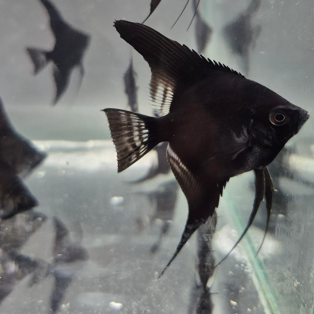 Black Angelfish