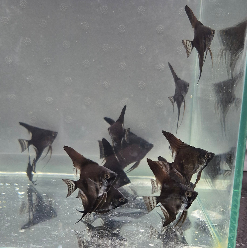 Black Angelfish