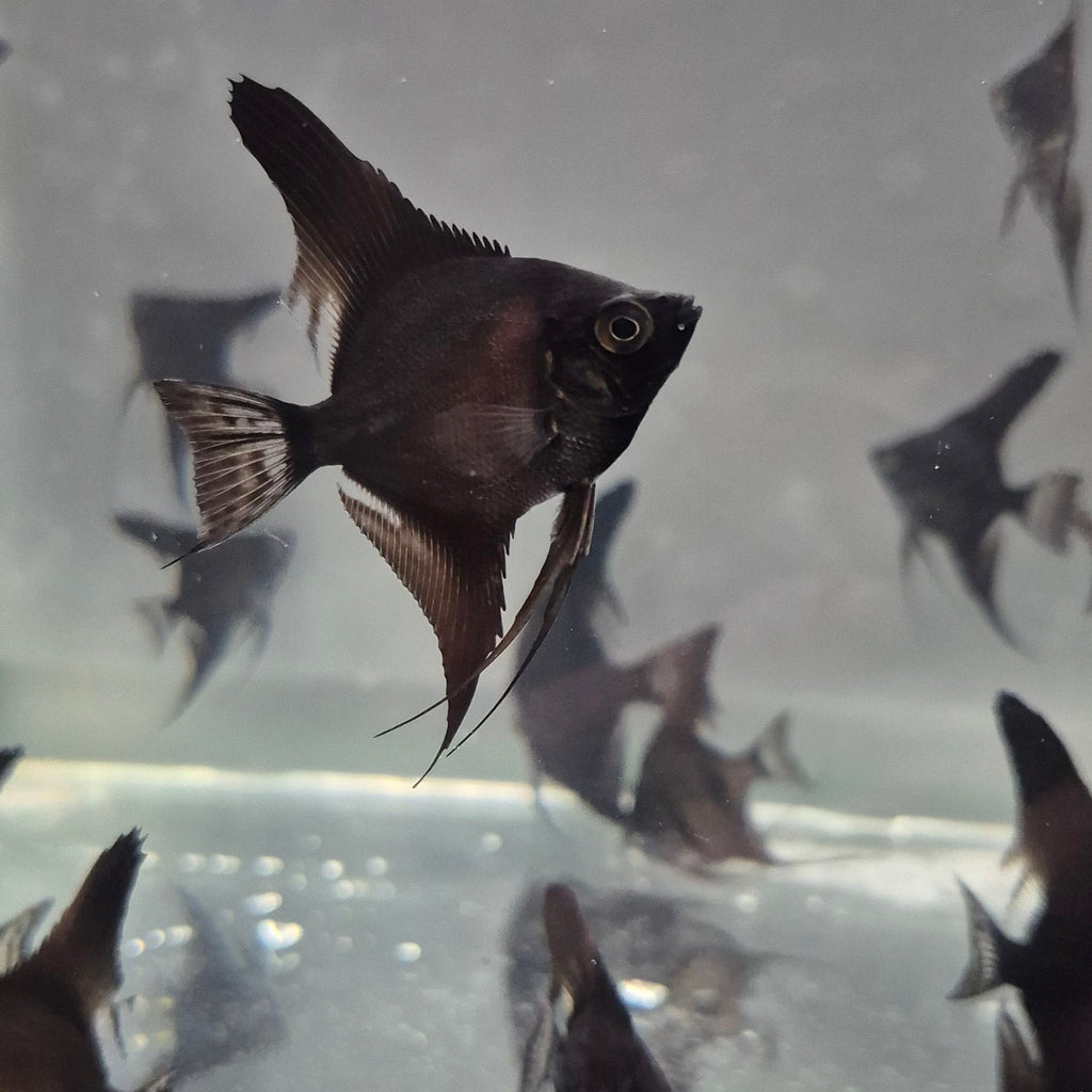 Black Angelfish