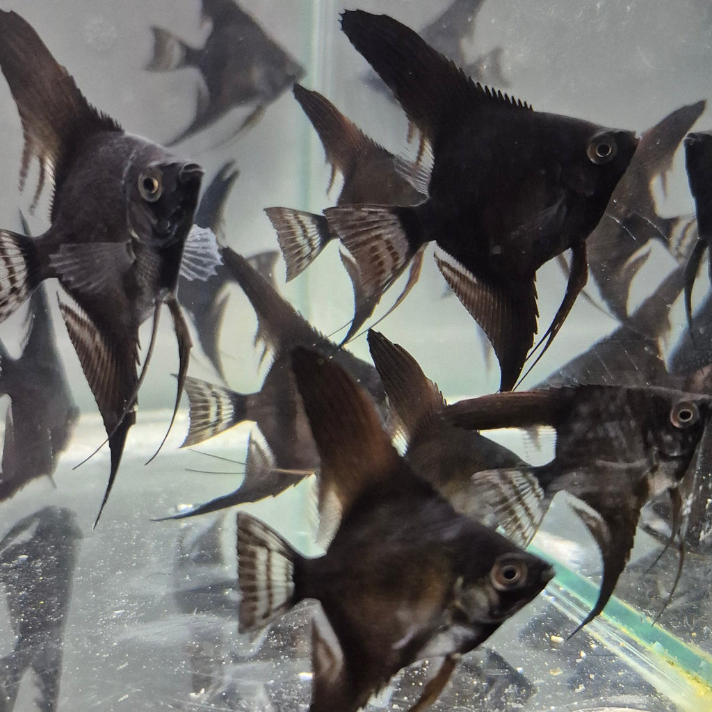 Black Angelfish