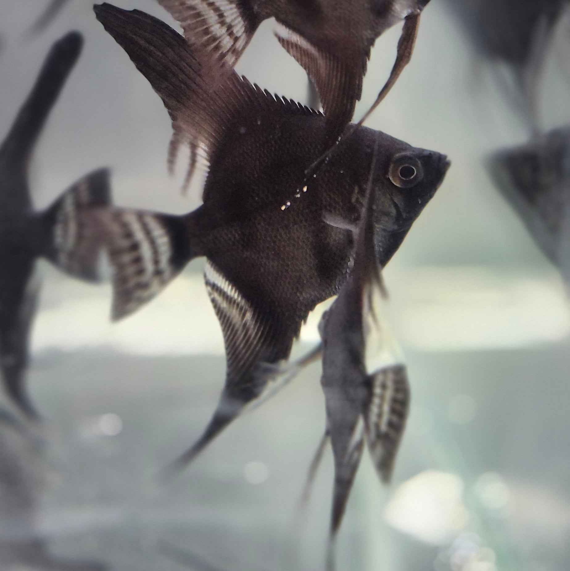 Black Angelfish