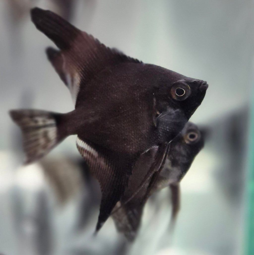 Black Angelfish
