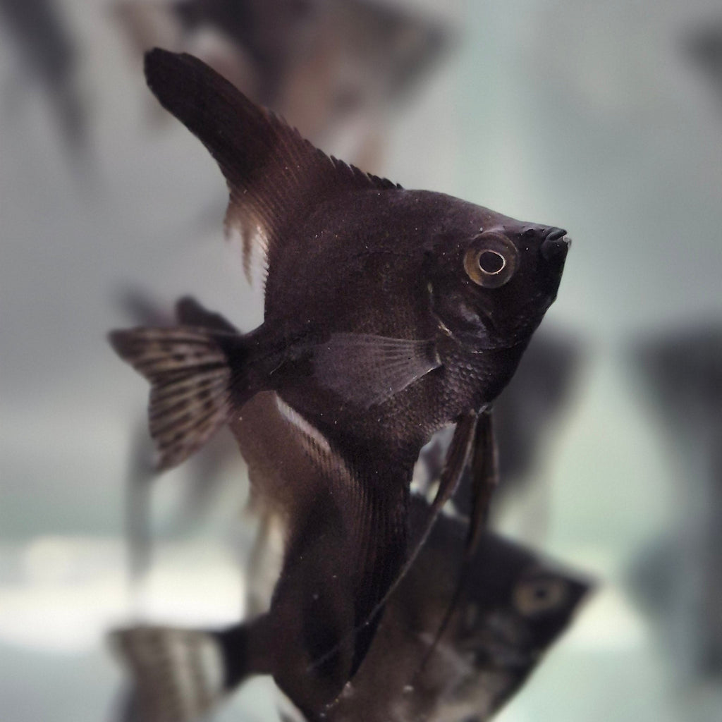 Black Angelfish