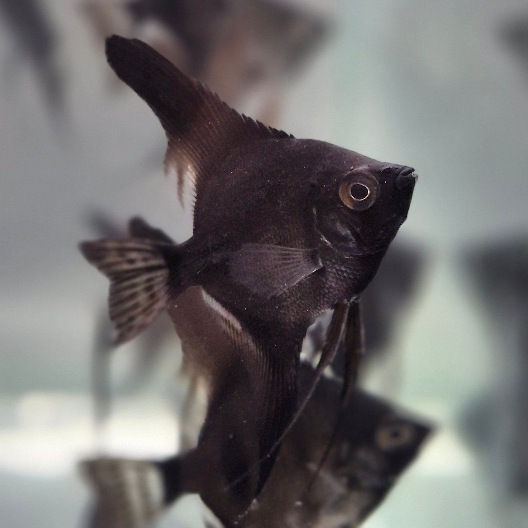 Black Angelfish