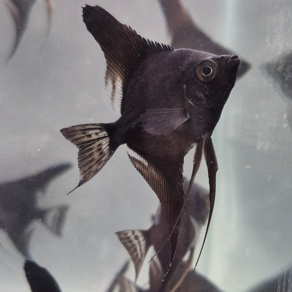 Black Angelfish