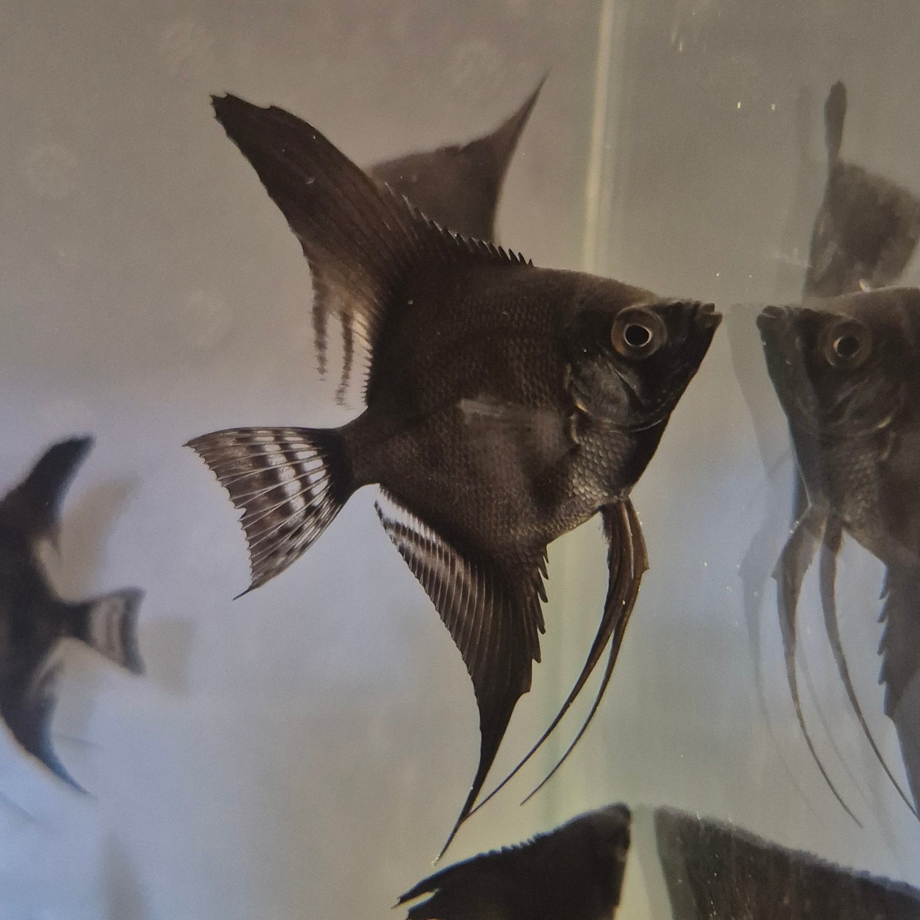 Black Angelfish
