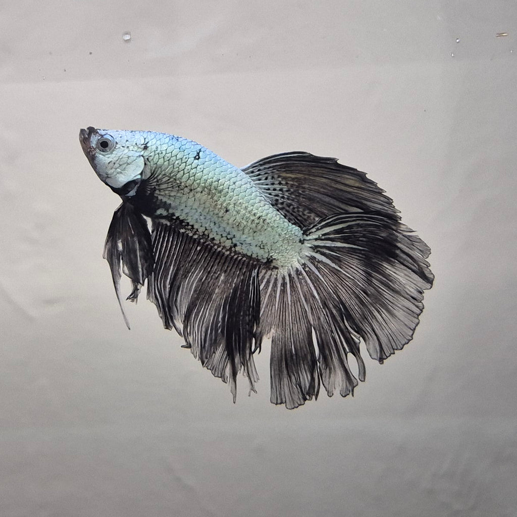 Black & White Samurai Betta – Rare Contrast Betta Fish