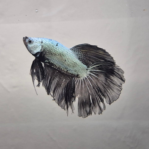 Black & White Samurai Betta – Rare Contrast Betta Fish