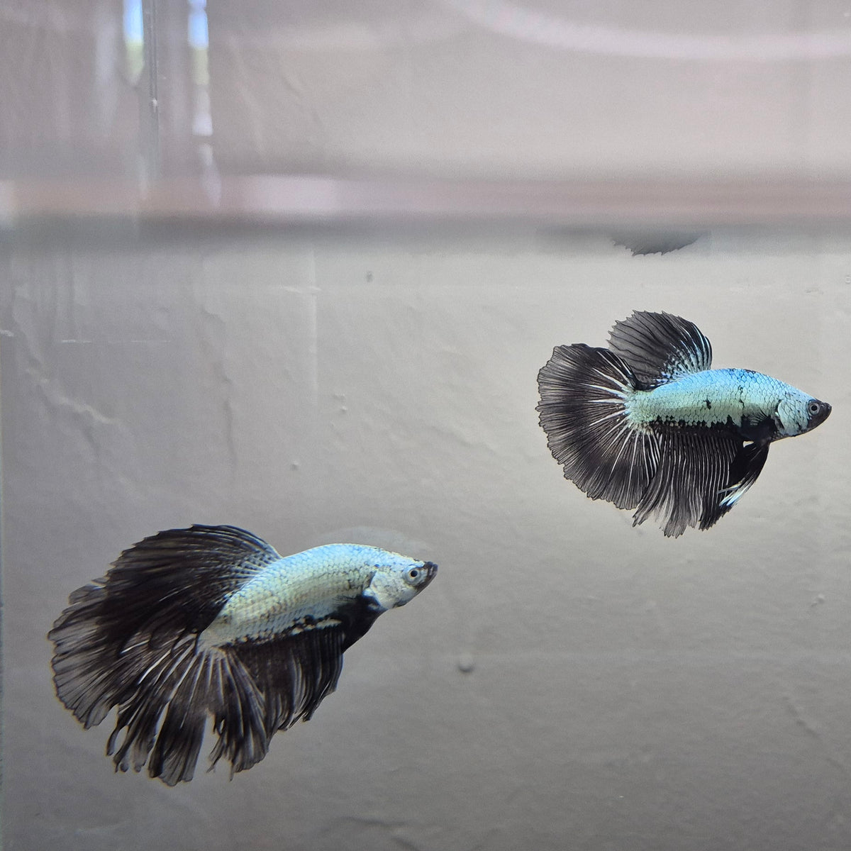Black & White Samurai Betta – Rare Contrast Betta Fish
