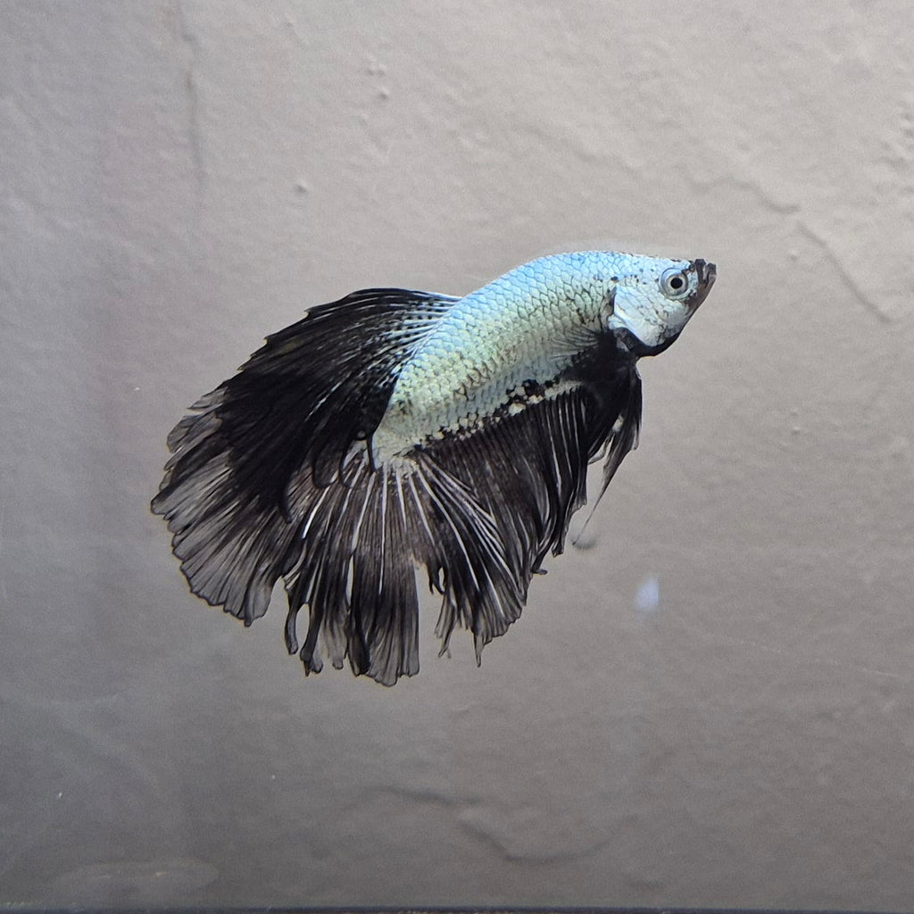 Black & White Samurai Betta – Rare Contrast Betta Fish