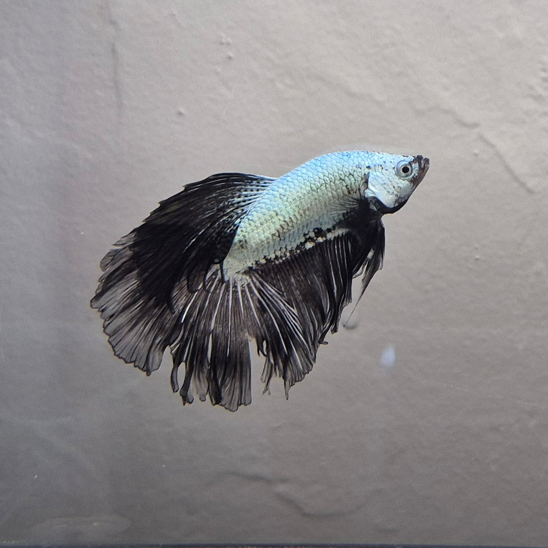Black & White Samurai Betta – Rare Contrast Betta Fish