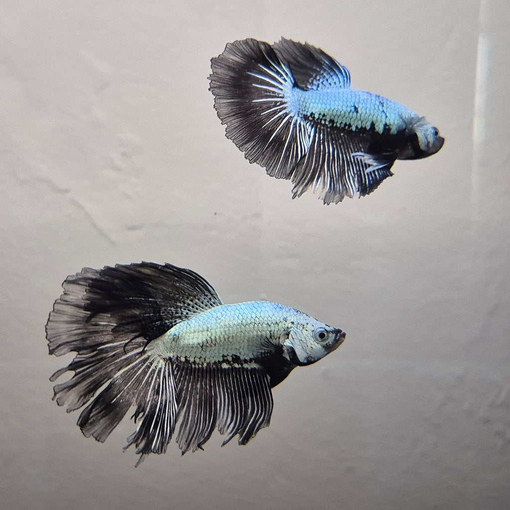 Black & White Samurai Betta – Rare Contrast Betta Fish