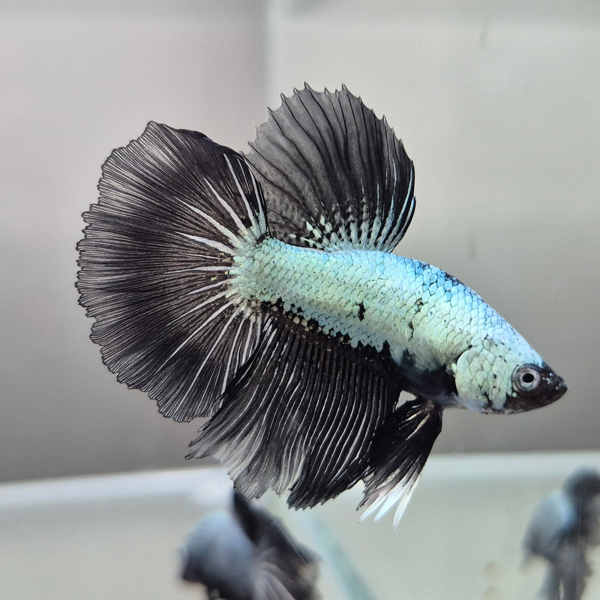 Black & White Samurai Betta – Rare Contrast Betta Fish