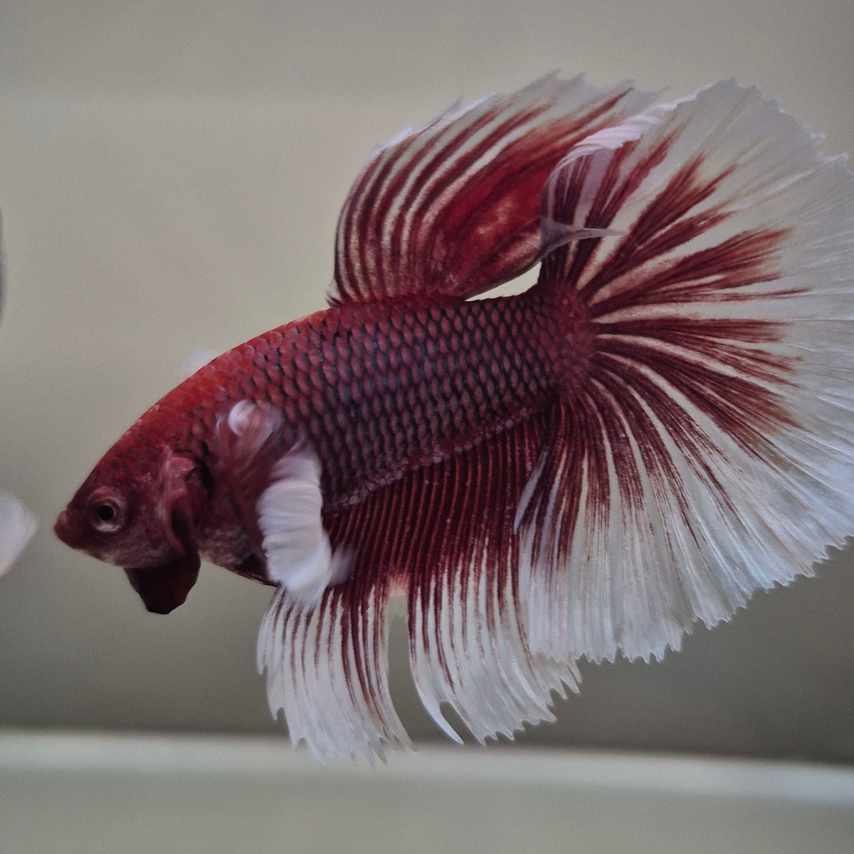 Lavender Halfmoon Betta – Rare Purple Betta Fish