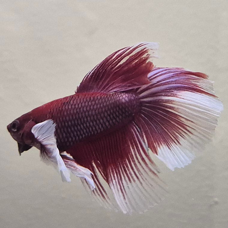 Lavender Halfmoon Betta – Rare Purple Betta Fish