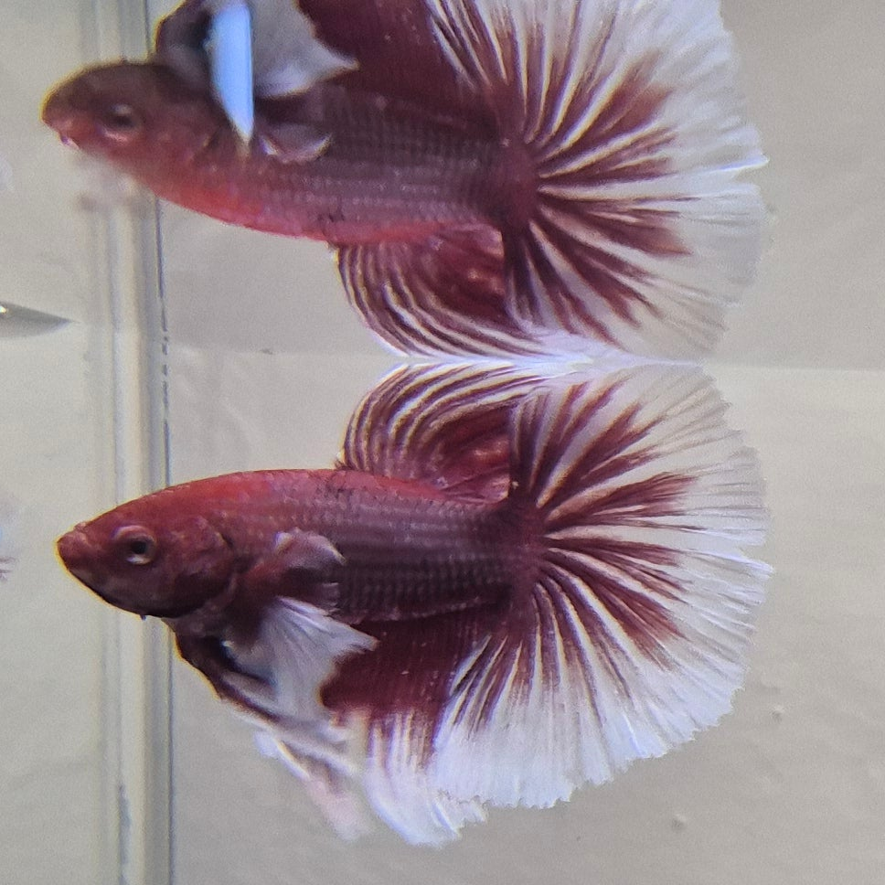 Lavender Halfmoon Betta – Rare Purple Betta Fish