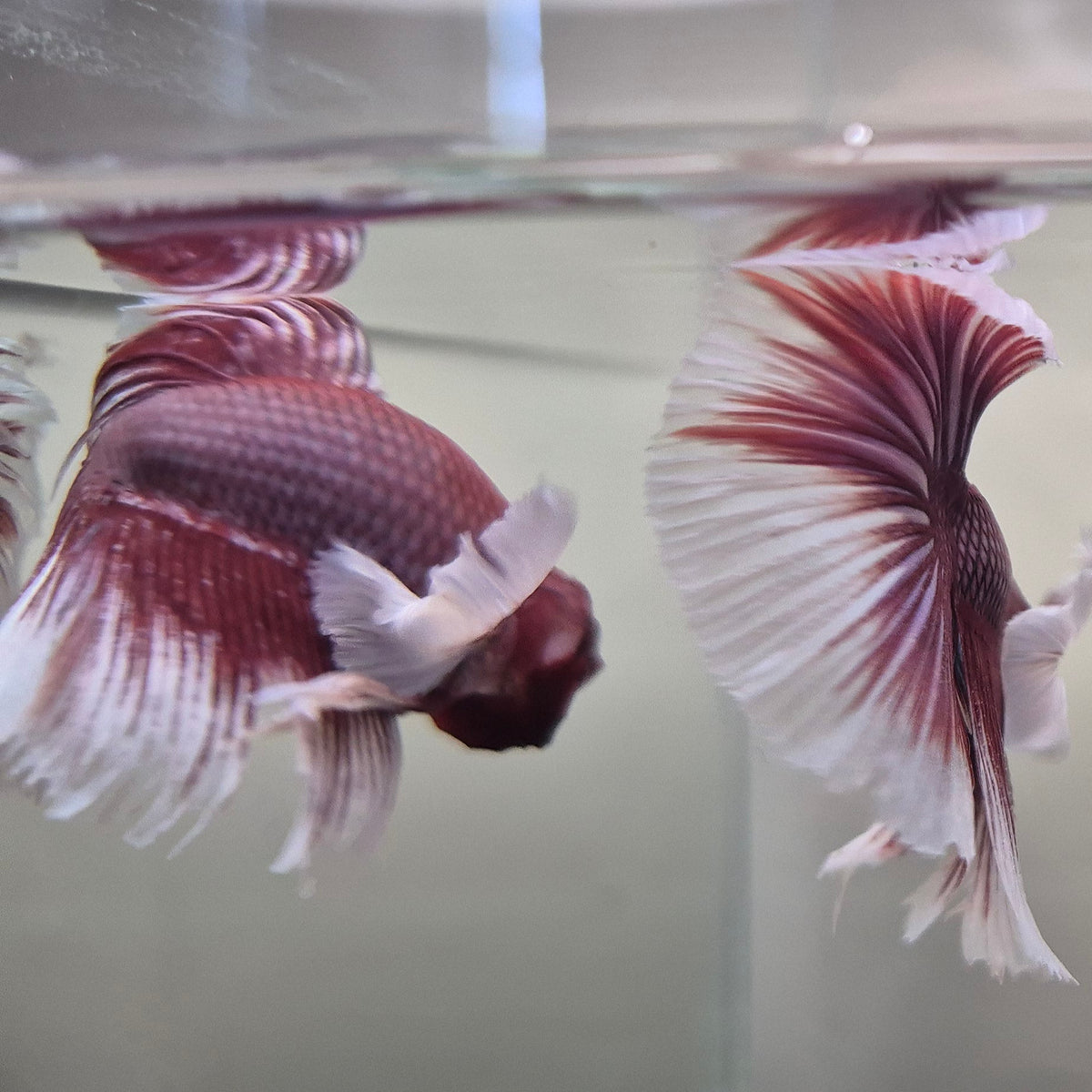 Lavender Halfmoon Betta – Rare Purple Betta Fish