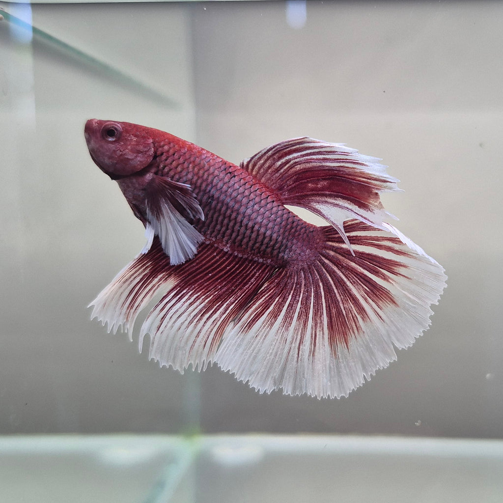 Lavender Halfmoon Betta – Rare Purple Betta Fish