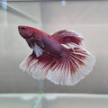 Lavender Halfmoon Betta – Rare Purple Betta Fish
