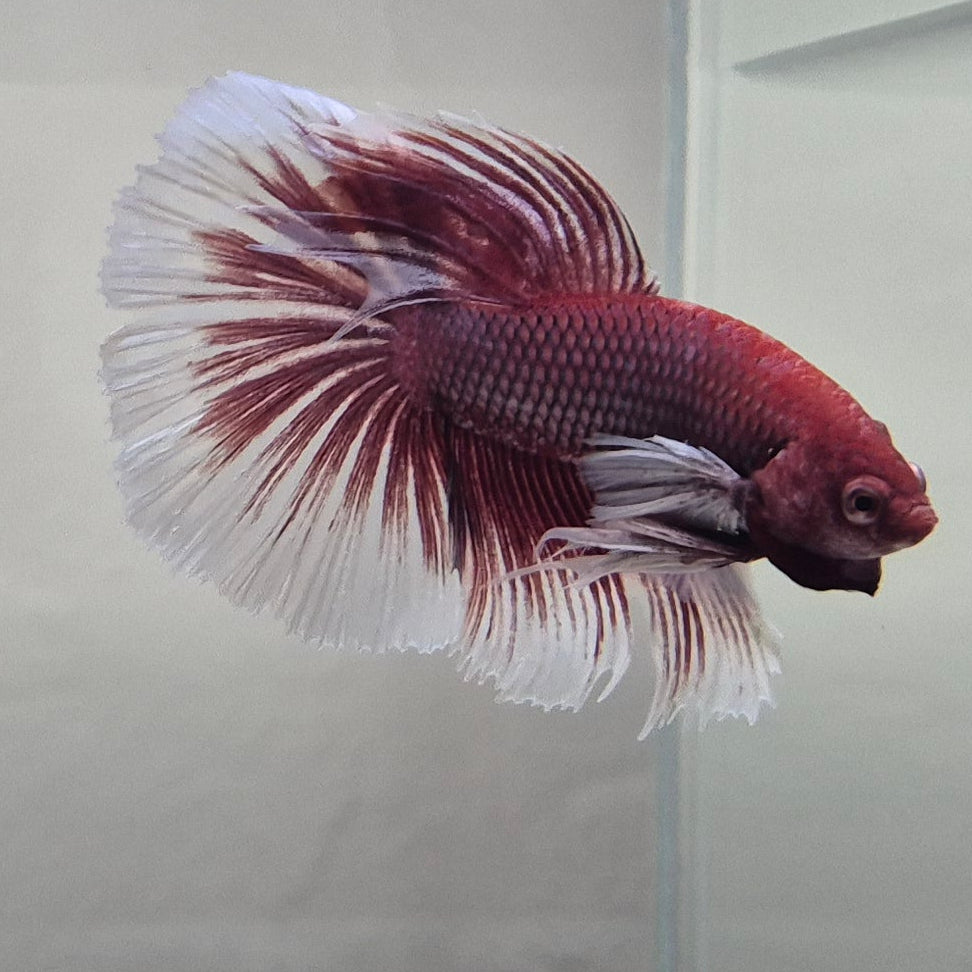 Lavender Halfmoon Betta – Rare Purple Betta Fish