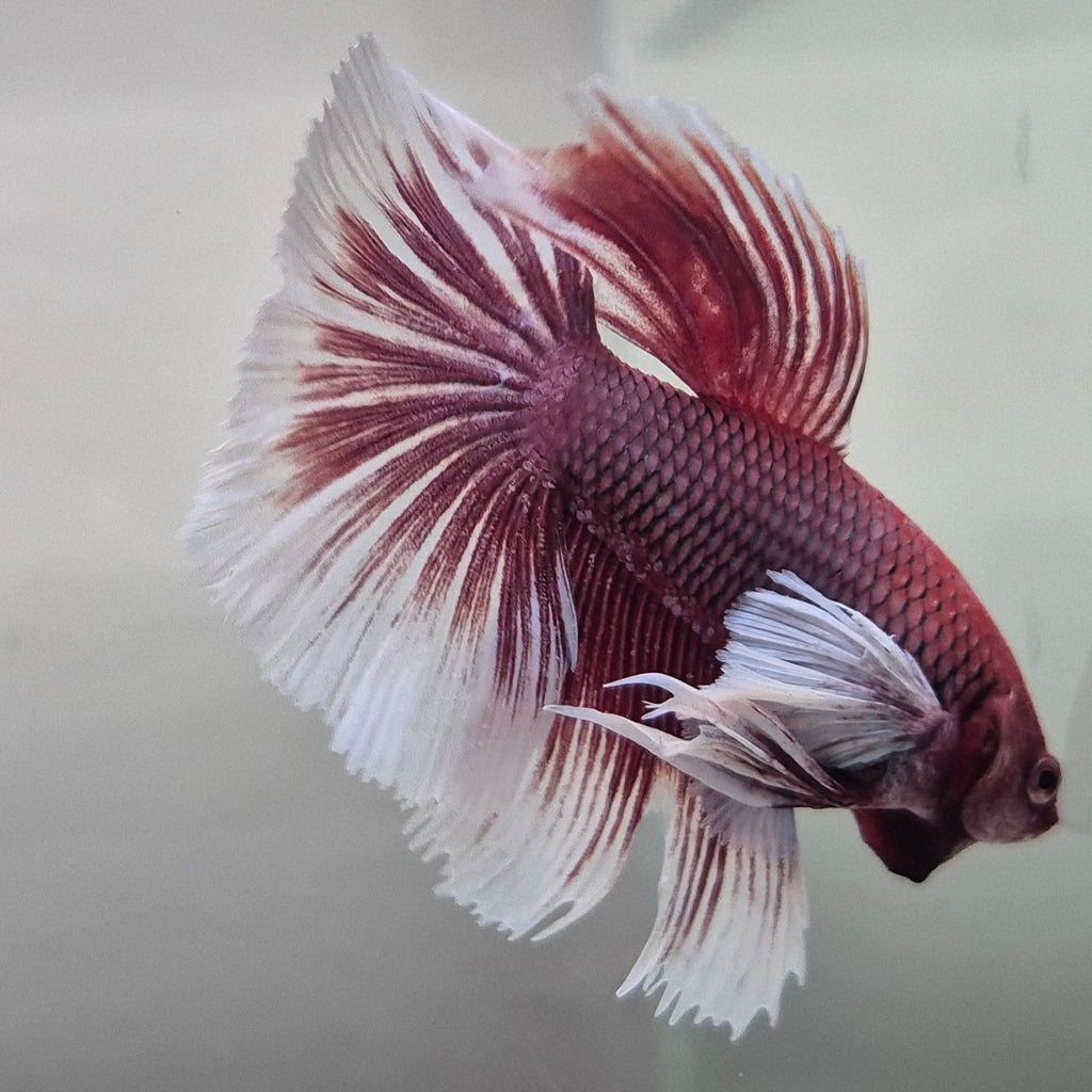 Lavender Halfmoon Betta – Rare Purple Betta Fish