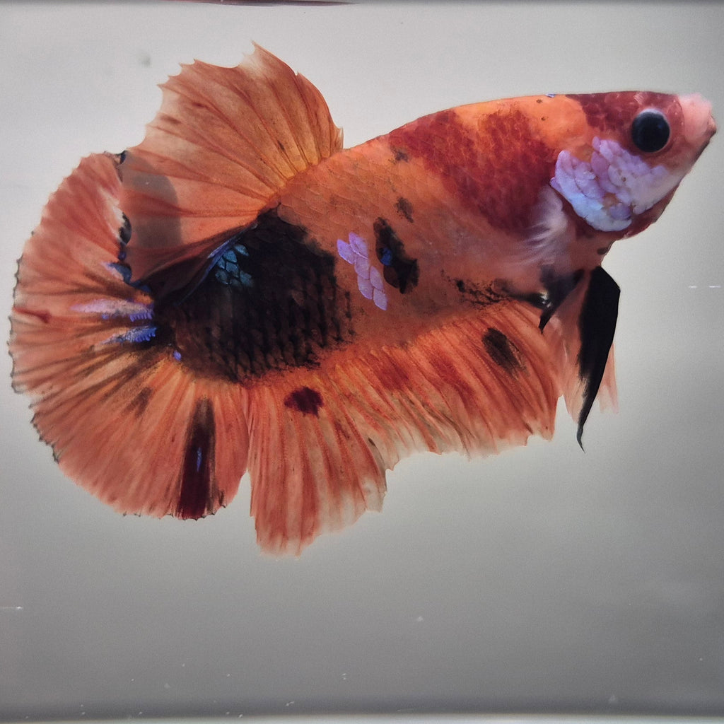Koi Betta – Stunning Koi-Patterned Betta Fish