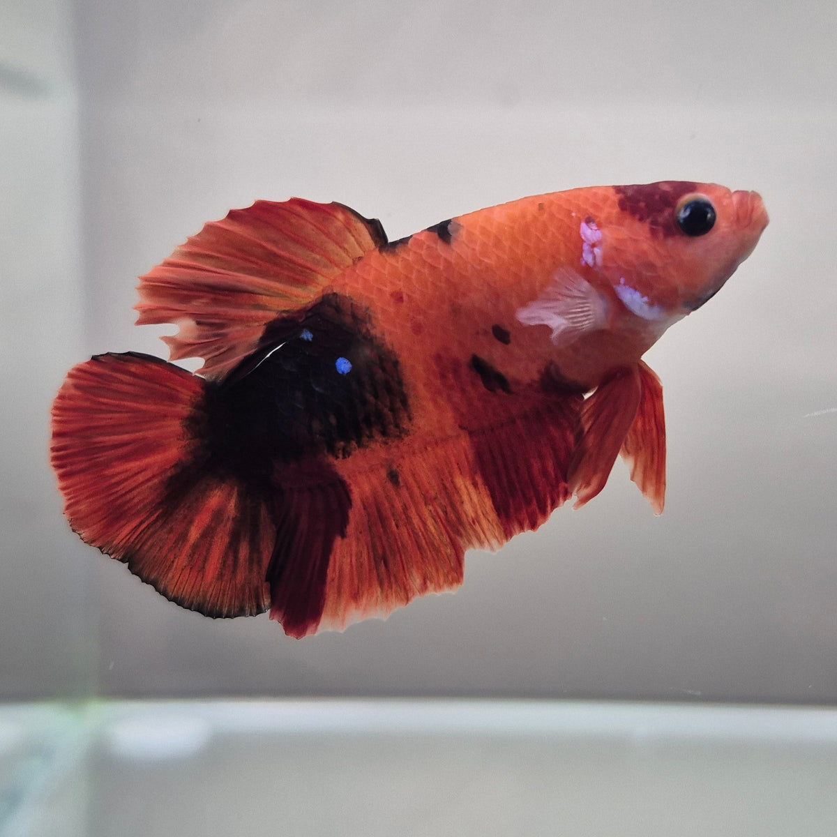 Koi Betta – Stunning Koi-Patterned Betta Fish