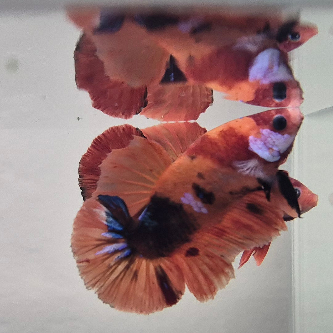 Koi Betta – Stunning Koi-Patterned Betta Fish