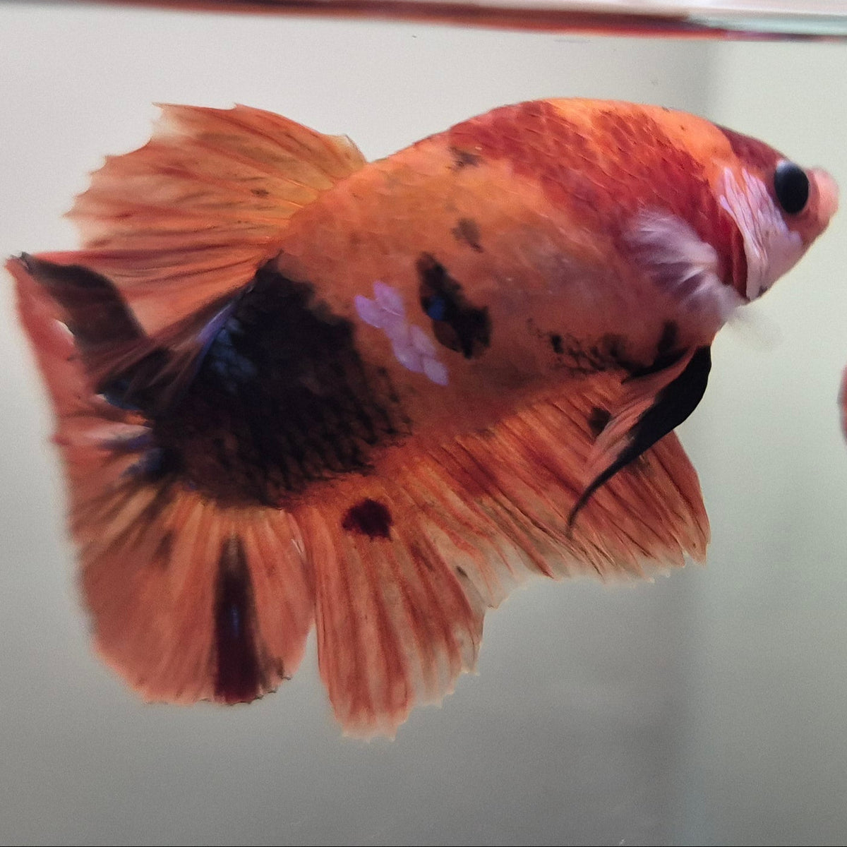 Koi Betta – Stunning Koi-Patterned Betta Fish