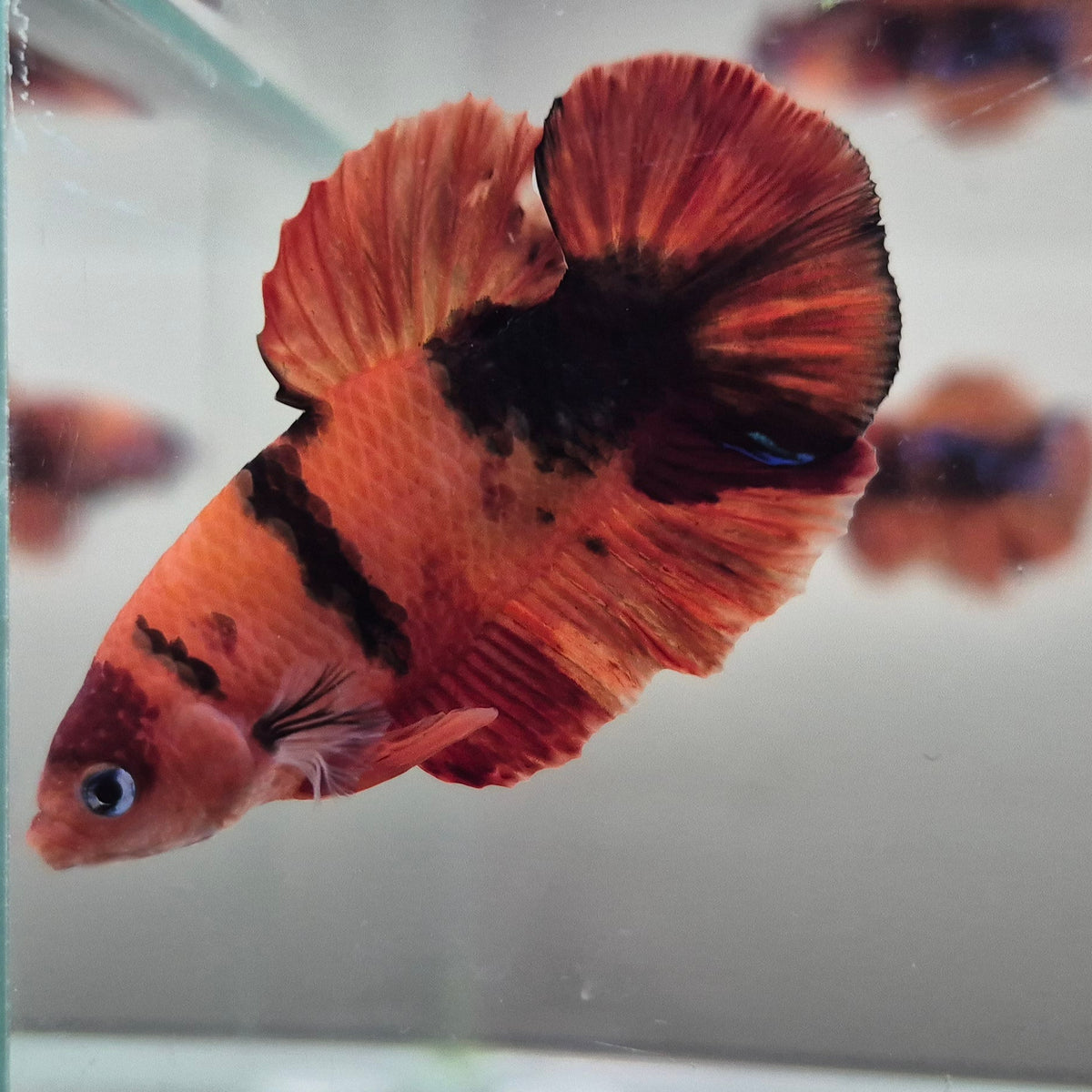 Koi Betta – Stunning Koi-Patterned Betta Fish