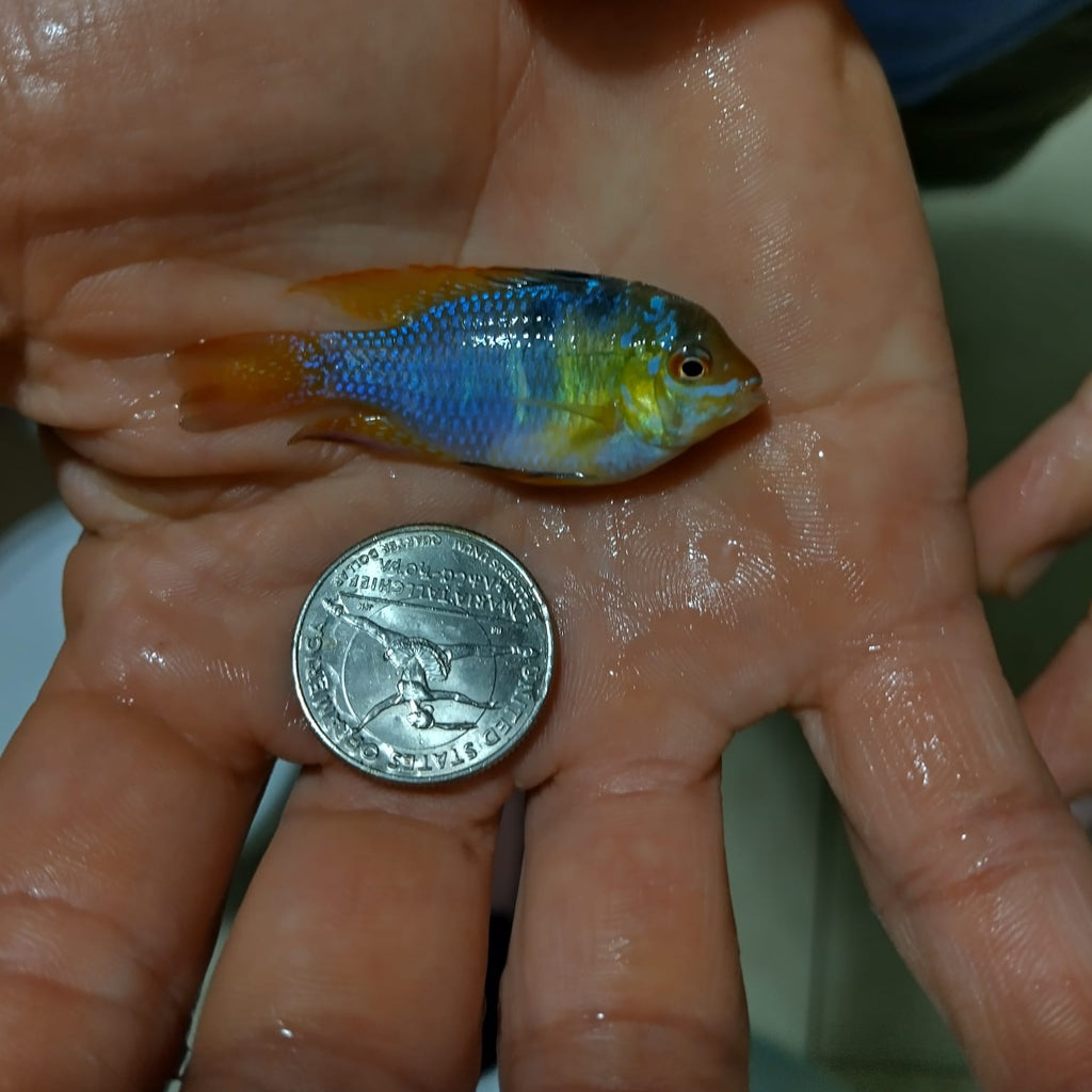 German Blue Ram Pair