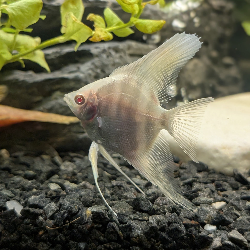 Albino Angelfish – Rare Pearl-White Freshwater Fish