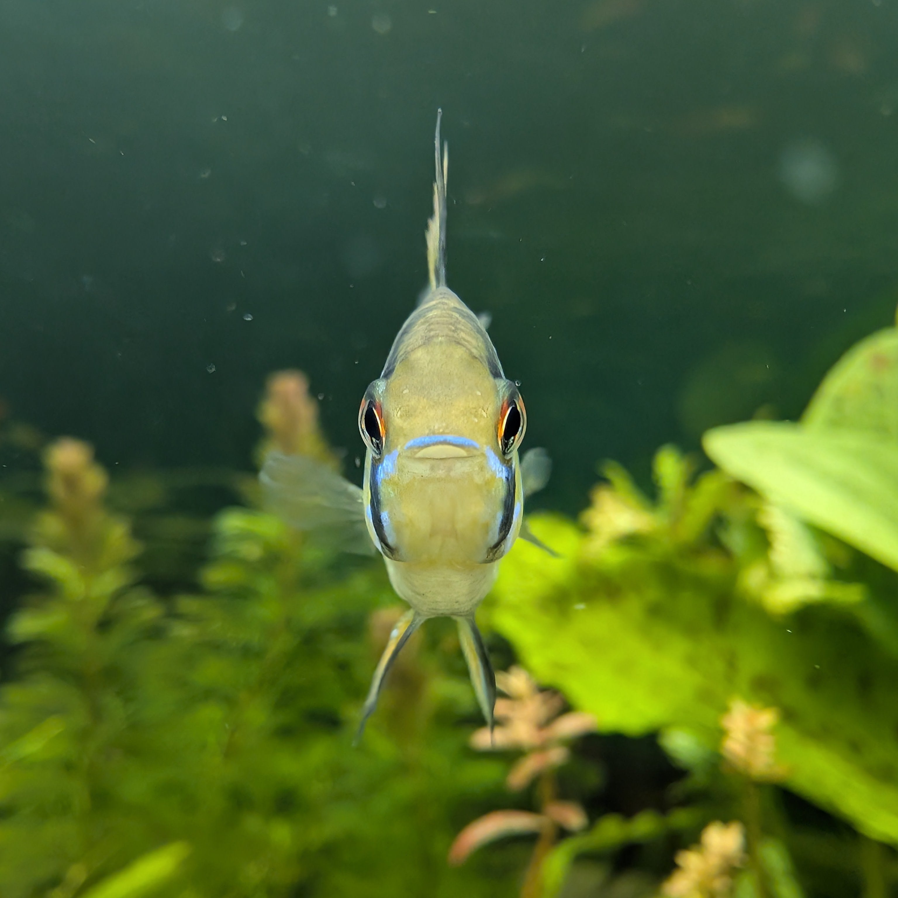 German Blue Ram Pair – Jewel of the Freshwater Aquarium