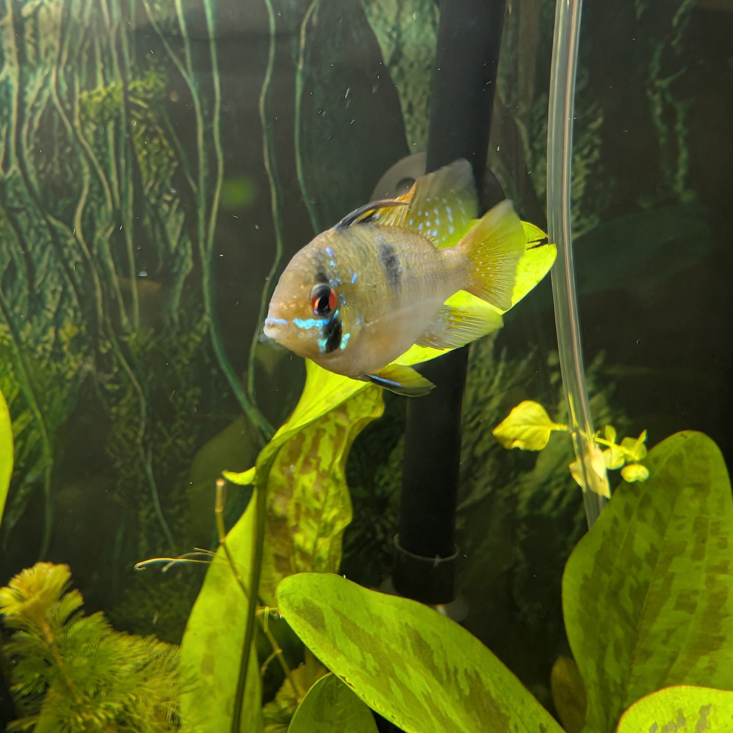 German Blue Ram Pair