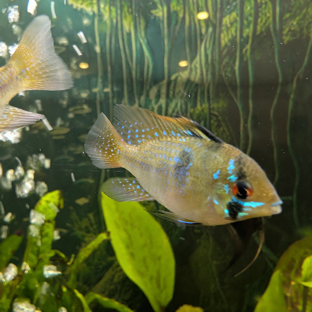 German Blue Ram Pair