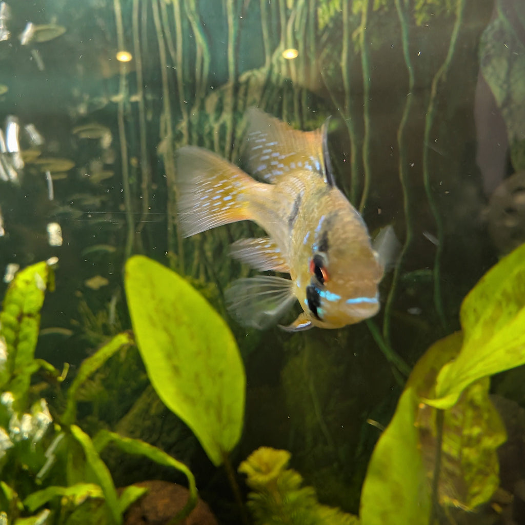 German Blue Ram Pair