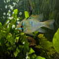 German Blue Ram Pair