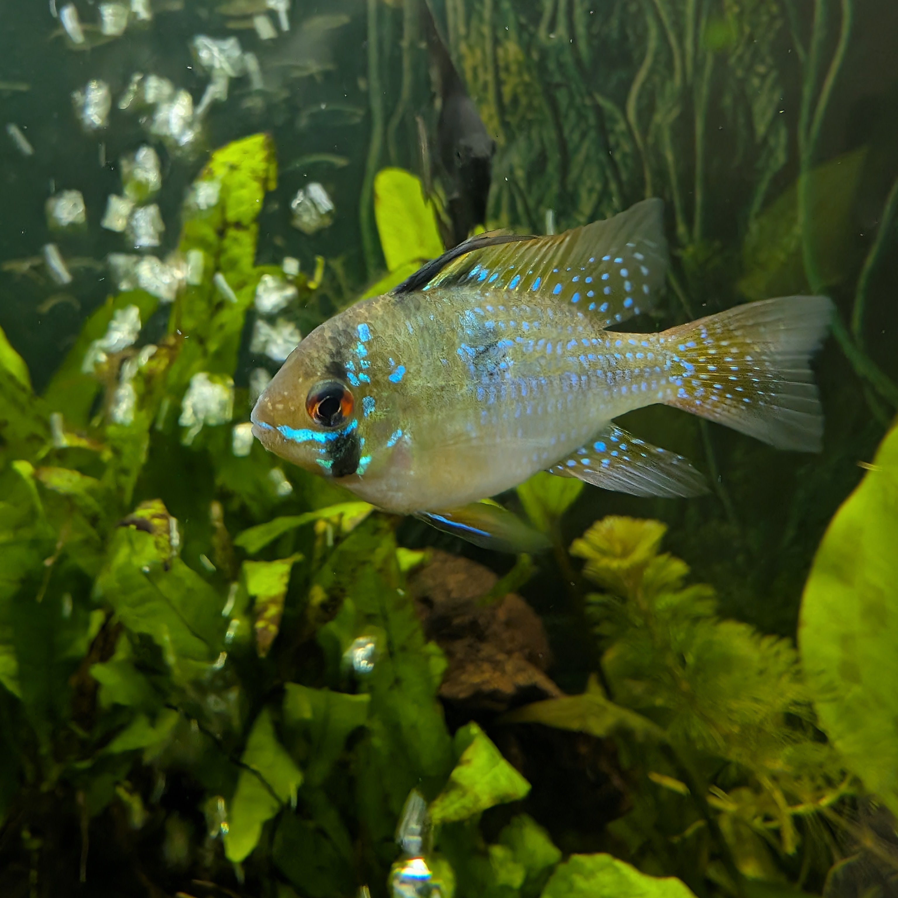 German Blue Ram Pair