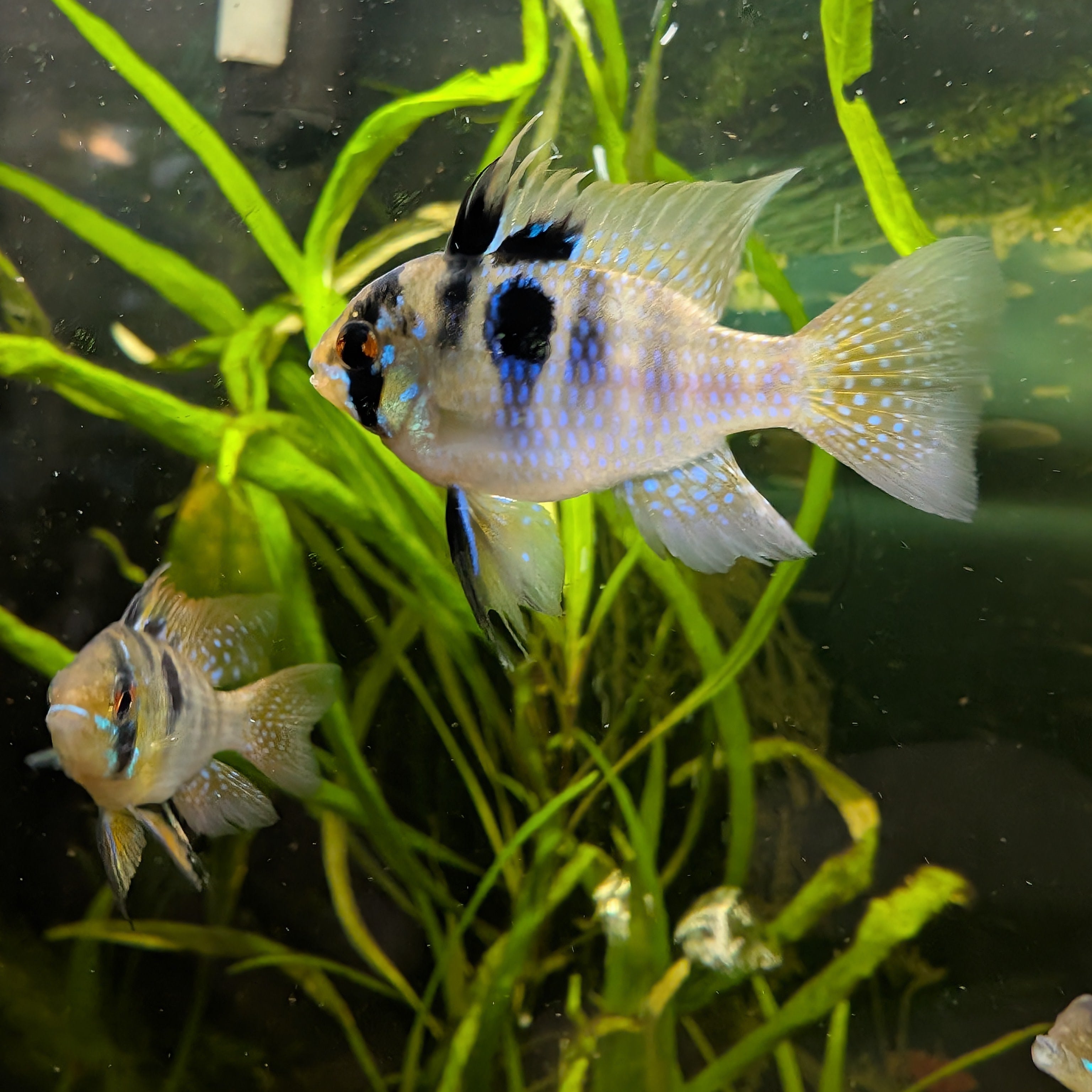 German Blue Ram Pair