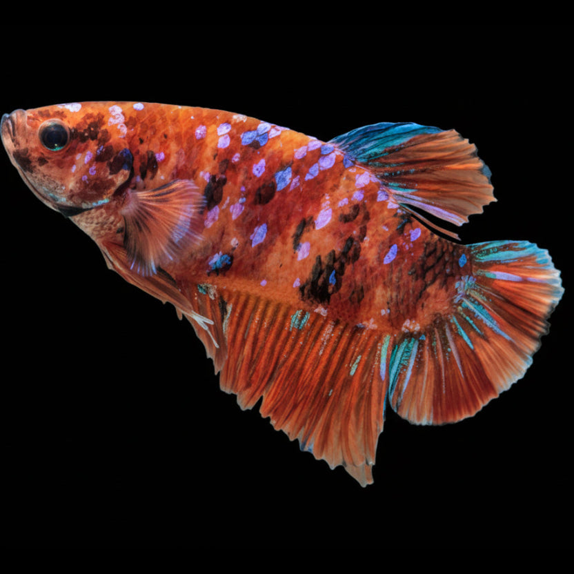 Koi Betta
