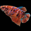 Koi Betta
